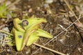 Early bud of Pinguicula vulgaris, the Common butterwort Royalty Free Stock Photo