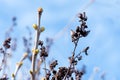 Early budding on the bush.