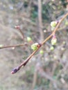 Early buds of Spring, this March time budding shoots of red, black and green along the hedgerow