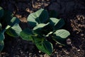 Early cabbage in the homegrown garden at sunset. High shadows. Top view