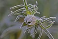 Early cold spring morning frost on flower Royalty Free Stock Photo