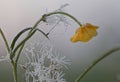 Early cold spring morning frost on flower Royalty Free Stock Photo