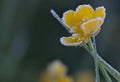 Early cold spring morning frost on flower Royalty Free Stock Photo