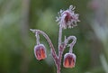Early cold spring morning frost on flower Royalty Free Stock Photo