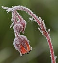 Early cold spring morning frost on flower Royalty Free Stock Photo