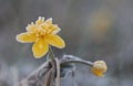 Early cold spring morning frost on flower Royalty Free Stock Photo