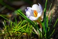 Early crocus Blue Pearl on natural background with stones. Selective close-up focus