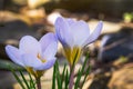 Early crocus Blue Pearl on natural background with stones. Selective close-up focus of two crocuses Royalty Free Stock Photo