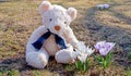 Early crocus flowers bloom on a sunny slope, with a teddy bear sitting next to it