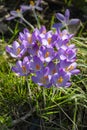 Early crocus with violet blossom