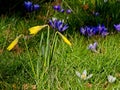 Early daffodils Royalty Free Stock Photo