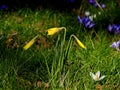 Early daffodils Royalty Free Stock Photo