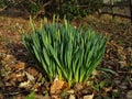 Early Daffodils in the Woods Royalty Free Stock Photo