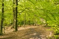 Early Danish Springtime Forest Royalty Free Stock Photo