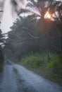 early dark morning sunrise at the oil palm agriculture land. Royalty Free Stock Photo