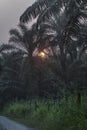early dark morning sunrise at the oil palm agriculture land. Royalty Free Stock Photo