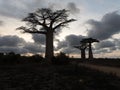 The Early evening in the popular Baobab alle. Adansonia grandidieri. Kivalo Est, Madagascar