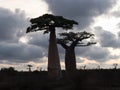 The Early evening in the popular Baobab alle. Adansonia grandidieri. Kivalo Est, Madagascar