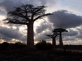 The Early evening in the popular Baobab alle. Adansonia grandidieri. Kivalo Est, Madagascar