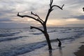Early evening, tree on the beach, sunset and wavers washing up on the beach Royalty Free Stock Photo