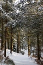 Early evening woodland scene