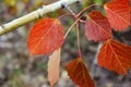 Aspen leaves. Red leaf of aspen Royalty Free Stock Photo