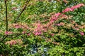 Colored leafs on a branch in fall. Colorful nature in a fall. Royalty Free Stock Photo