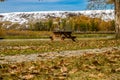 Early fall snow on the foothills and Bow River. Wyndham and Carsland Provincial Park. Alberta Canada Royalty Free Stock Photo