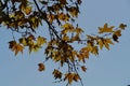 Early Fall Sycamore Leaves Royalty Free Stock Photo