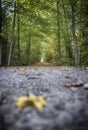 Early Fall on the Trail