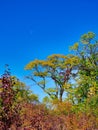 Early fall trees showing autumn leaf colors of yellow and red on a sunny day with a blue sky and the moon visible Royalty Free Stock Photo