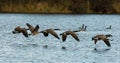 Canadian Geese in flight over water Royalty Free Stock Photo