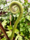 Early fern growth popularly called a Fiddlehead Royalty Free Stock Photo