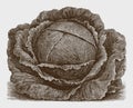 Early flat head cabbage cultivar Royalty Free Stock Photo