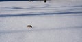 Early flight of honey bees in the apiary. Bee on white snow Royalty Free Stock Photo
