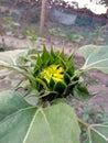 Early flower or first stage of sun flower
