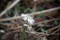 Early flower in spring