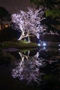 Early flowering cherry tree reflected on the surface of the water