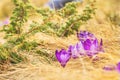 Early flowering, fresh purple crocuses bloomed on grassy meadow on top of the mountain