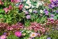 Early flowering plants in a nursey