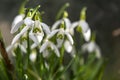 Early flowering Snowdrops Galanthus Amaryllidaceae