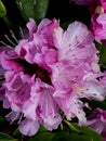 Stunning Rhodedendron flower in a garden in Northern England