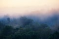 Early foggy morning forest Royalty Free Stock Photo