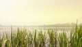 Early foggy morning on the lake. The forest is reflected in calm water. The reeds and sedge in the foreground. Royalty Free Stock Photo