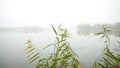 Early foggy morning on the lake. The forest is reflected in calm water. The reeds and sedge in the foreground. Royalty Free Stock Photo