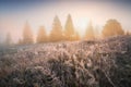 Early frozen morning with hoarfrost on a grass