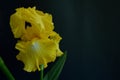 Yellow bearded iris closeup black background text area right side horizontal Royalty Free Stock Photo