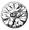 Early Gothic Boss Rosette is made of three divisions, vintage engraving