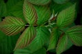 Early green and purple variegated raspberry leaves isolated with a dark obscure background