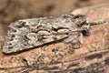 Early grey moth (Xylocampa areola) in profile